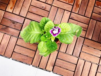 High angle view of green plant on wood