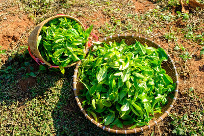 High angle view of green leaves