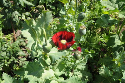 Poppy with buds growing in garden