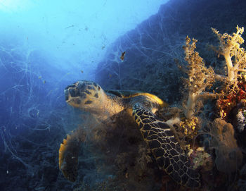 Turtle eating in the red sea