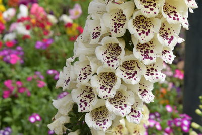 Close-up of pink flowering plants