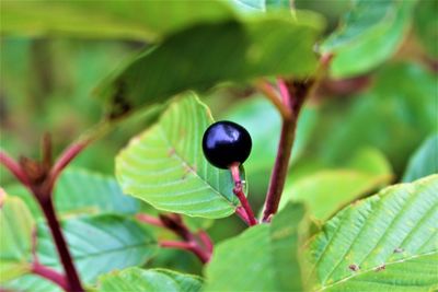 Close-up of fruit growing on plant