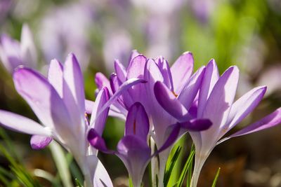Close-up of purple crocus blooming outdoors