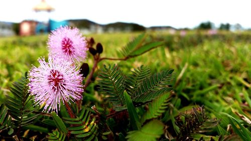 Close-up of flowers blooming in field