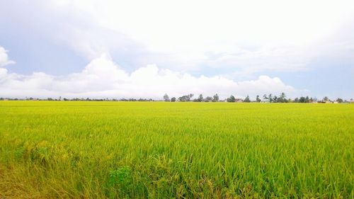 field