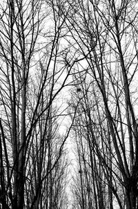 Low angle view of bare trees against sky