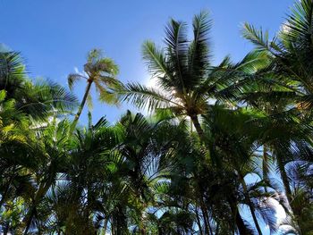 Low angle view of trees against blue sky