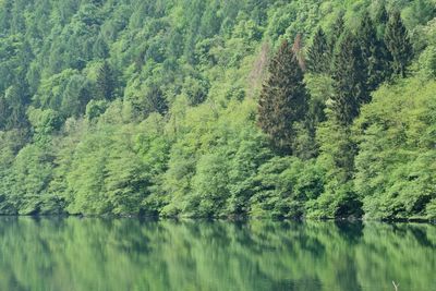 Scenic view of lake amidst trees in forest