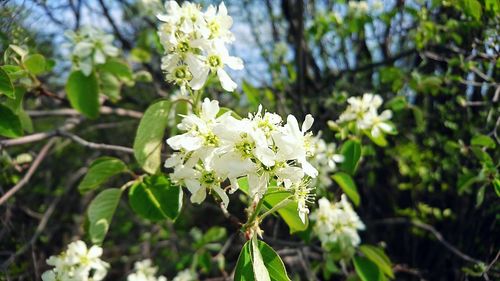 Close-up of white flowering plant