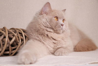 Close-up of a cat looking away