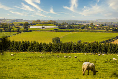 Sheep grazing in a field