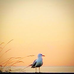 Seagull perching on a beach