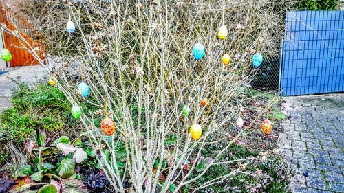 Close-up of flowers growing on tree