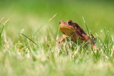 Close-up of a lizard on grass