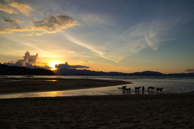 Silhouette dogs on beach against sky during sunset in port barton, philippines.