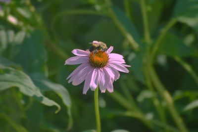 Close-up of bee pollinating on purple flower