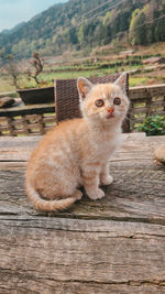 Portrait of a cat sitting on wood