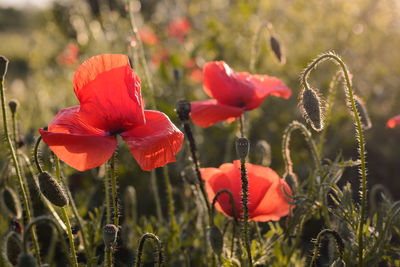 Close-up of red poppy flowers on field