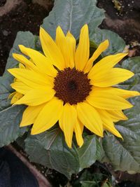 High angle view of sunflower on plant