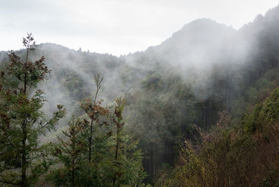 Scenic view of forest against sky