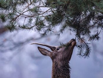 Stag eating branches in forest