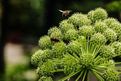 Close-up of insect on plant