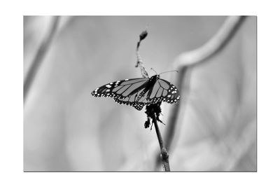 Close-up of butterfly on flower