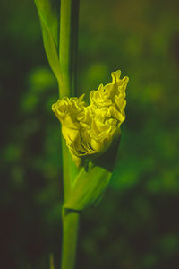 Close-up of yellow rose blooming outdoors