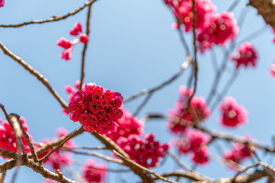 Low angle view of pink flowers on branch