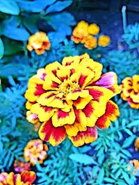 Close-up of yellow flowers blooming outdoors