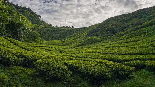 Scenic view of agricultural field against sky