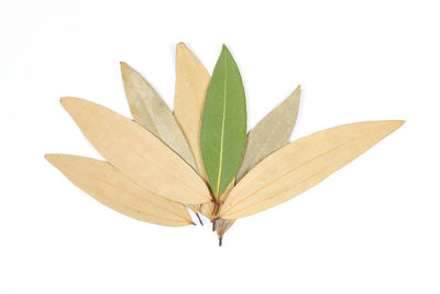 Close-up of leaves against white background