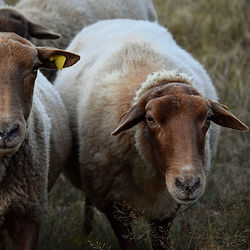 Close-up portrait of goat