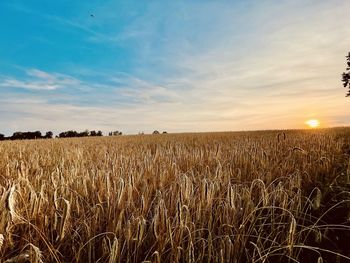 Scenic view of wheat field against sky