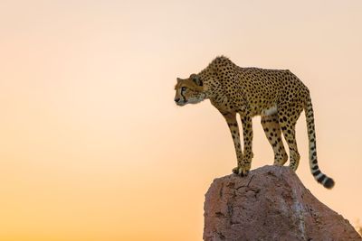 Side view of giraffe on rock against sky