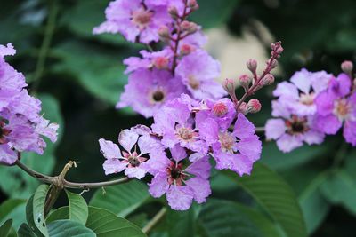 Close-up of fresh pink cherry blossoms in spring