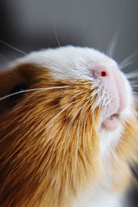 Close-up of guinea pig 