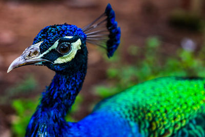 Close-up of peacock