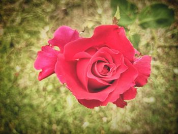 Close-up of pink rose