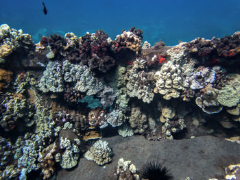 View of fishes in sea