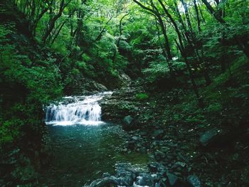 Scenic view of waterfall in forest