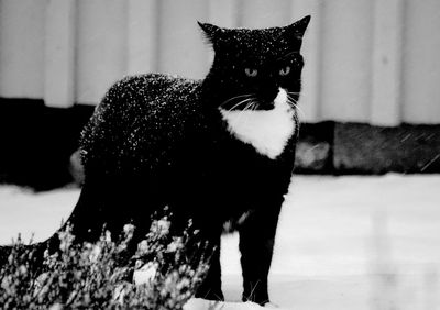 Portrait of black cat sitting at home