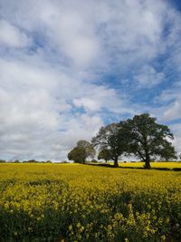 Scenic view of oilseed rape field against sky