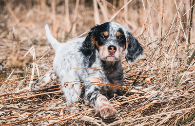 Dog in a field