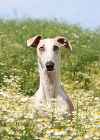 Portrait of dog on field against sky