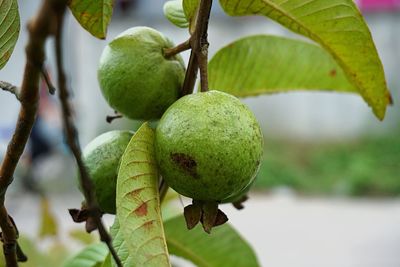 Close-up of fruits on tree