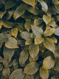 Full frame shot of leaves