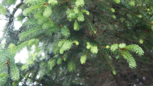 Low angle view of trees