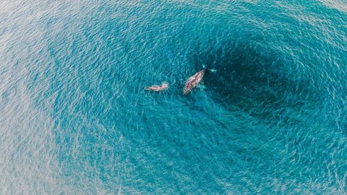 Aerial view of whale swimming in sea