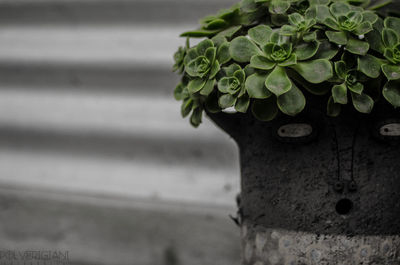 Close-up of potted plant